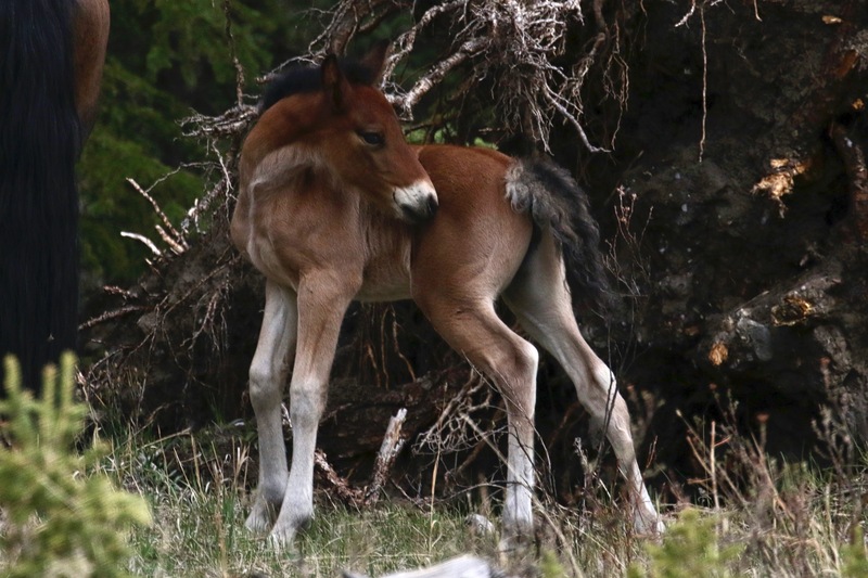 alberta 2022 - 56 of 167.jpg