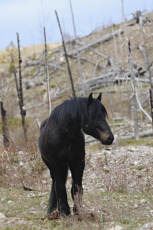 alberta 2022 - 62 of 157.jpg