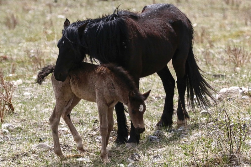 alberta 2022 - 72 of 157.jpg