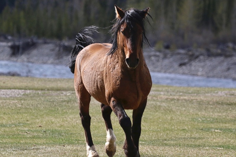 alberta 2022 - 73 of 157.jpg
