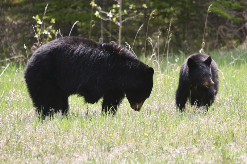 alberta2 2022 - 43 of 189.jpg
