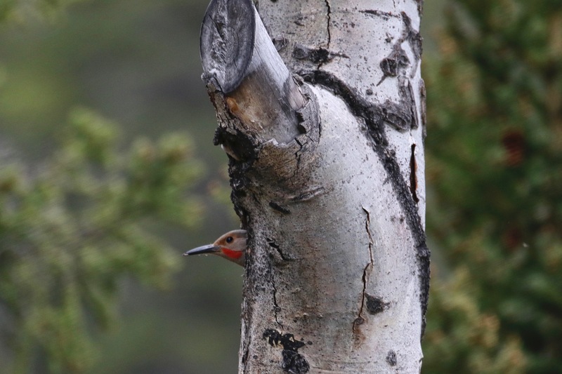 alberta2 2022 - 9 of 189.jpg