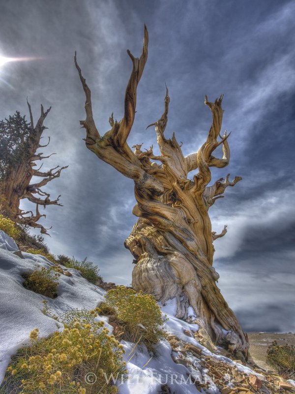 A TWISTED OLD TREE CALLED THE BRISTLECONE PINE  -  1372.jpg