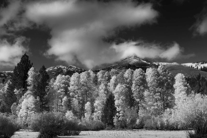 AUTUMN SUNLIGHT  -  2119.jpg