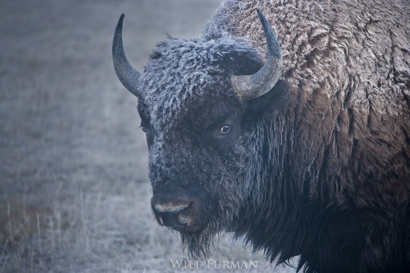 BUFFALOED BY THE BUFFALO  -  1454  - Yellowstone National Park   Wyoming1.jpg