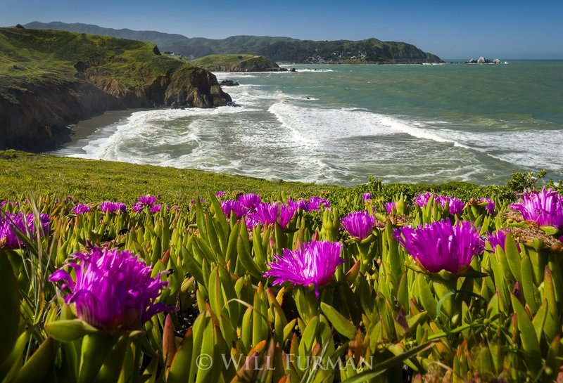 CALIFORNIA DREAMIN - 1224.jpg