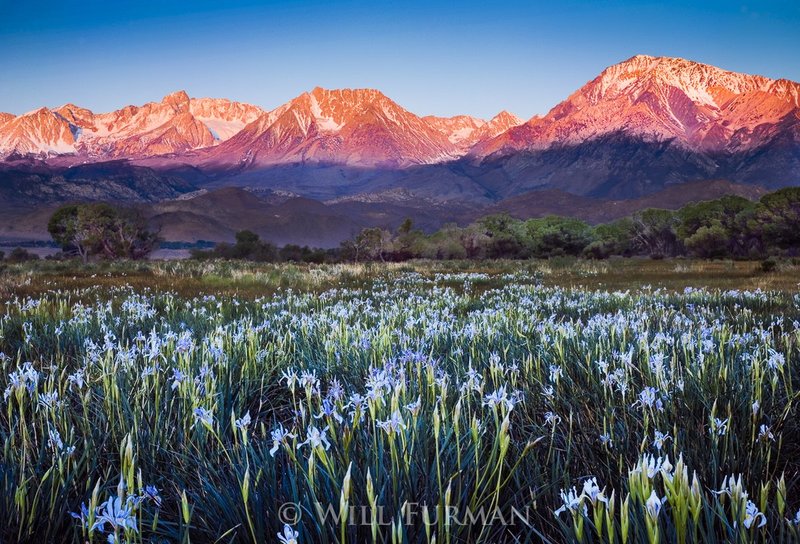 CALL HER WILD IRIS  -  1127.jpg