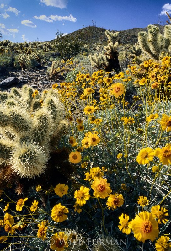 DESERT SERANADE - 11031.jpg