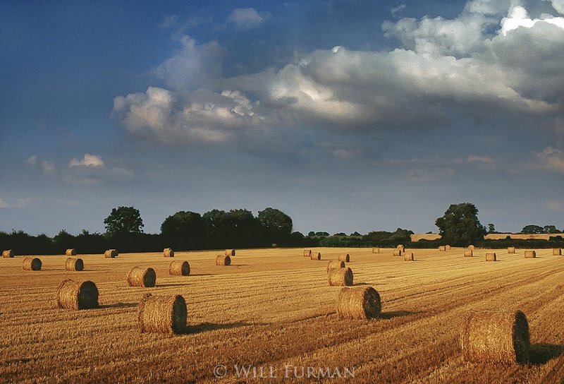 FIELDS OF GOLD - 1356.jpg