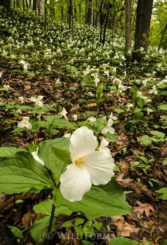 FLOWERS BLOSSOMING WITH LIFE  -  1259.jpg
