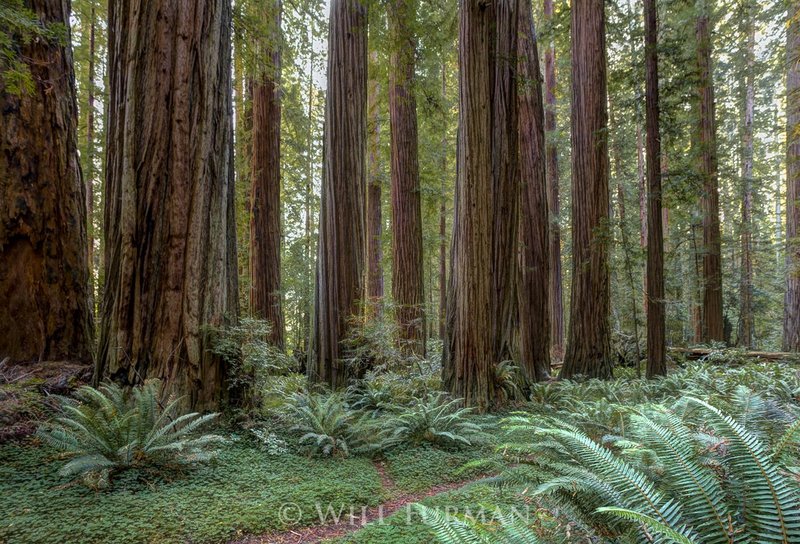 FOREST FOR THE TREES  -  1383.jpg