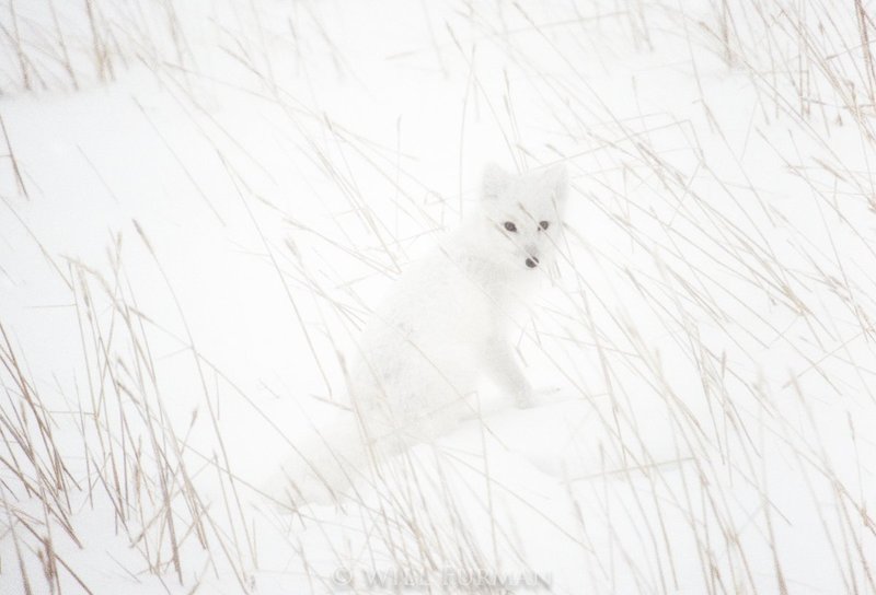 FOXY LADY  -  1143  -  Churchill Manitoba Canada1.jpg