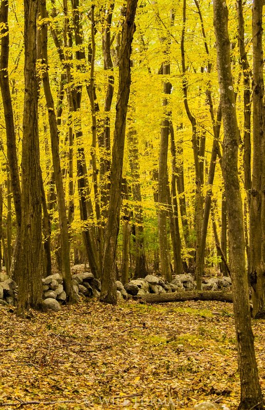 GOLDEN AUTUMN LEAVES - 1450.jpg