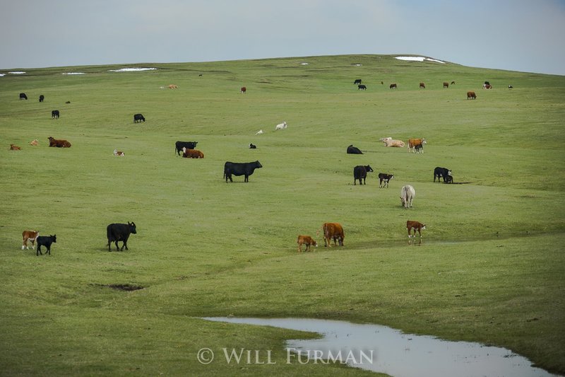 GRAZING IN GREENER PASTURES - 1447.jpg
