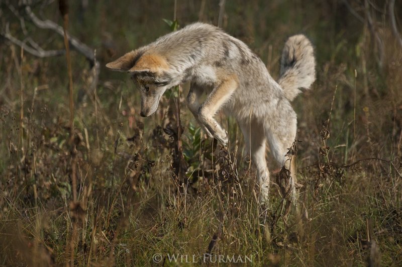 GUESS HOE IS COMING TO DINNER  -  1470  - Grand Teton National Park1.jpg