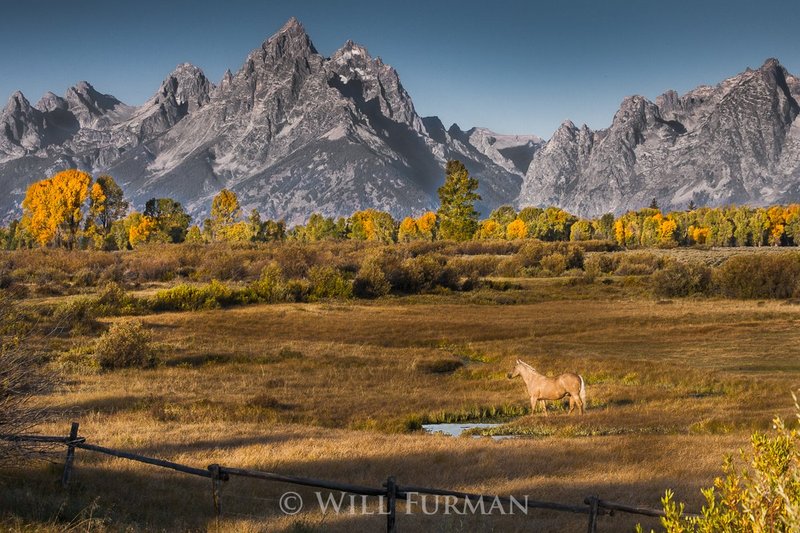 HOME IN THE MEADOW - 1446.jpg
