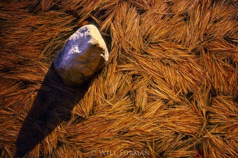 HOME OF PINE NEEDLES - 1129.jpg