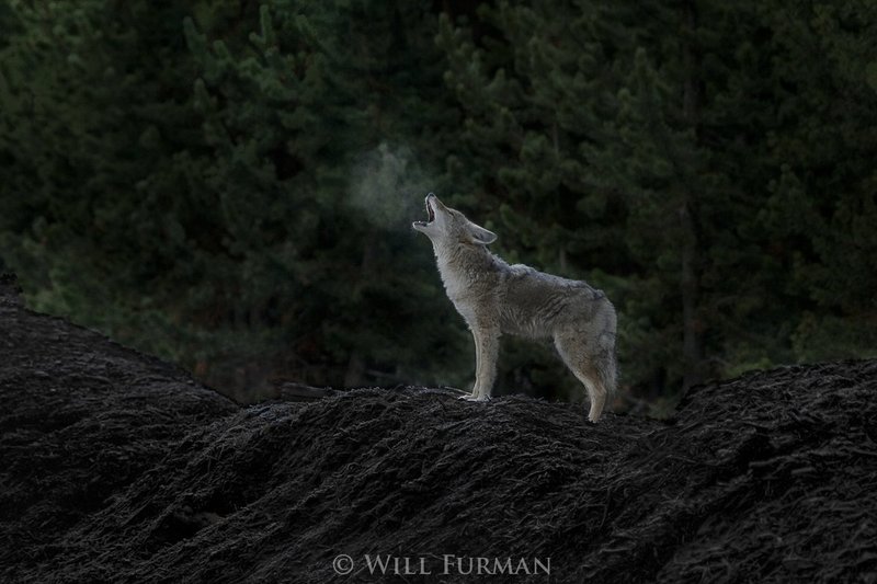 HOWLING AT THE MOON  -  1462  -  Yellowstone National Park1.jpg