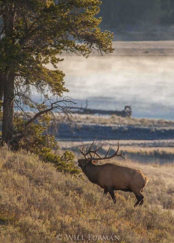 I WILL PROTECT YOU  -  1245  -  Yellowstone National Park  Wyoming1.jpg