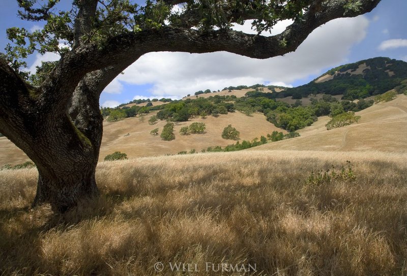 IN ALL THE GOLDEN WEST - 1258.jpg