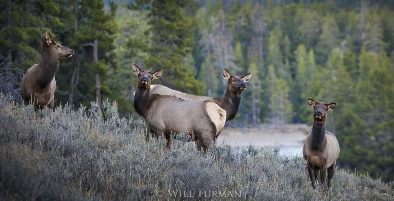 LADIES OF THE HAREM  -  1244  - Yellowstone National Park   Wyoming1.jpg