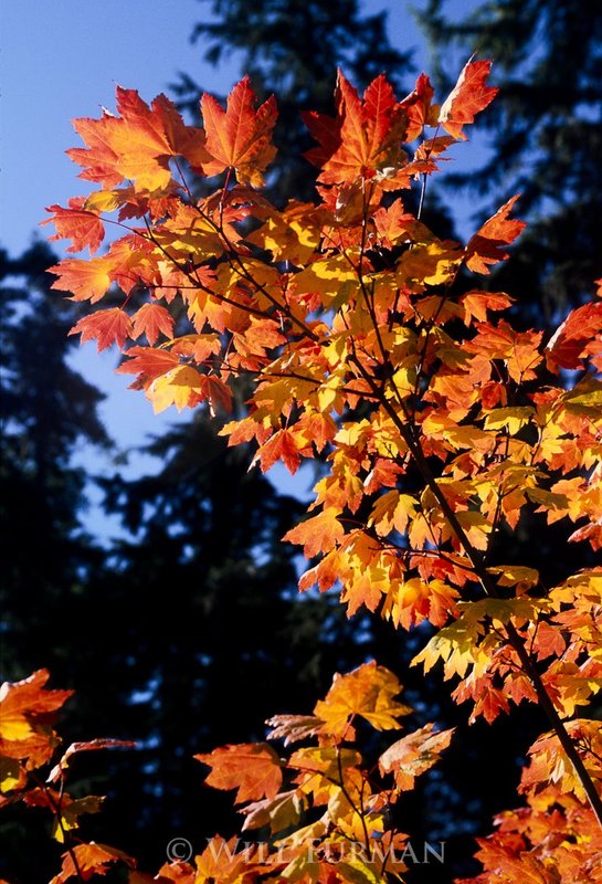 LEAVES OF RED AND GOLD  -  1102-25.jpg