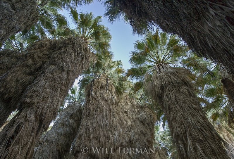 LEAVES OF THE PALM TREES SWAY  -  12361.jpg