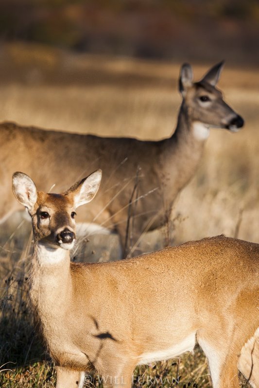 LETS BE FRIENDS  -  1464   -  Shenendoah National Park  Virginia.jpg