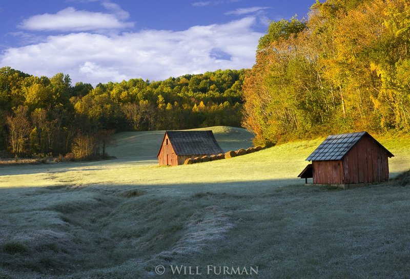 LIFE IS OLD THERE - OLDER THAN THE TREES - 1251.jpg