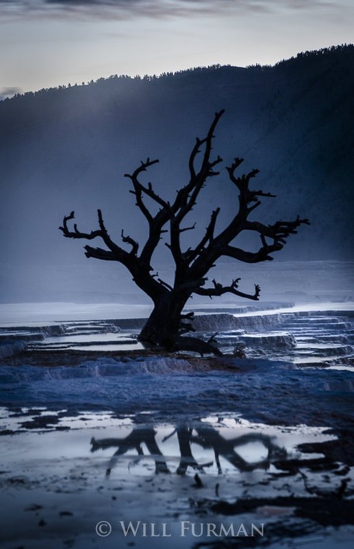 MIST AND SHADOW  -  1403.jpg