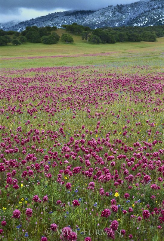 OVER THE IN CLOVER - 1437.jpg
