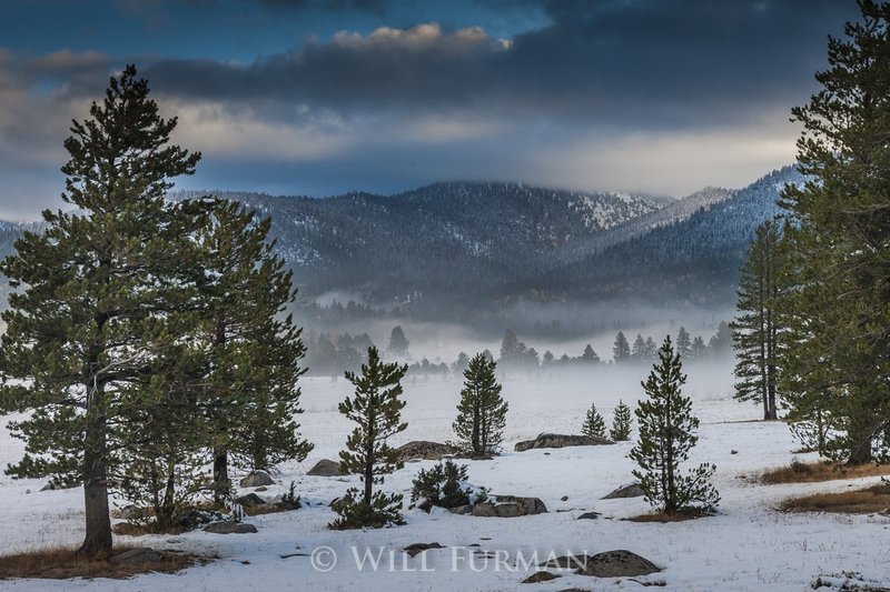 SILENT IN THE TREES  -  14131.jpg