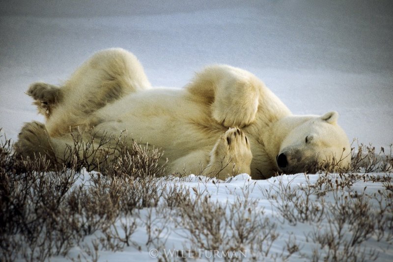 SLEEPING BEAR - 1141 - Churchill Manitoba1.jpg