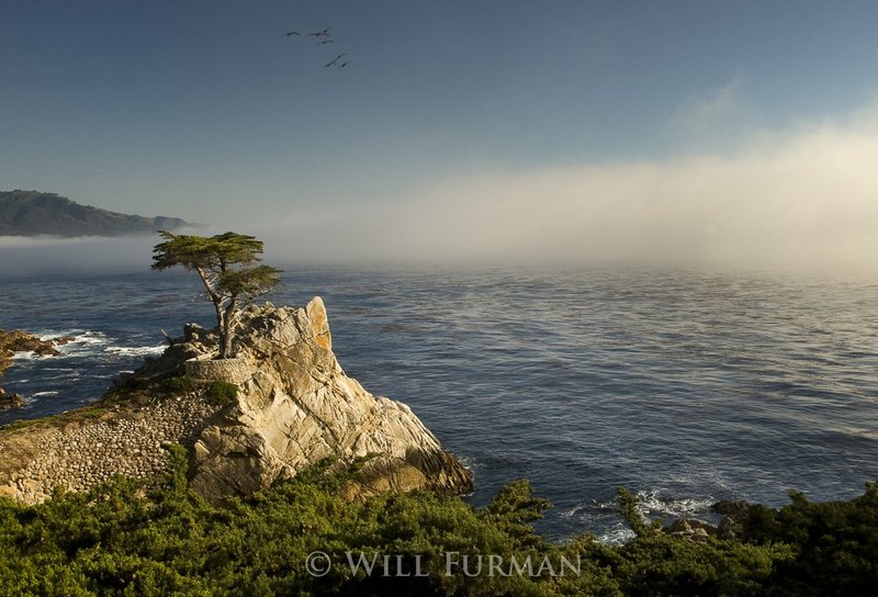SOME DAYS THE FOG COMES  -  1250.jpg