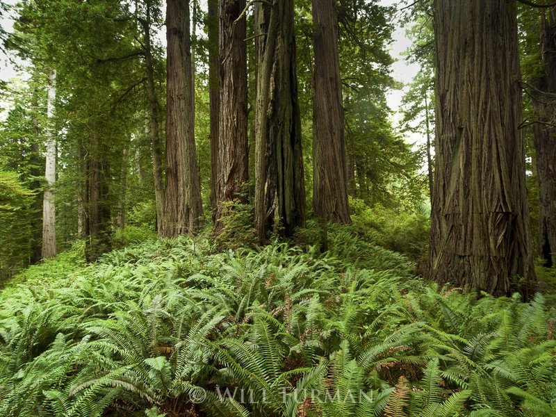 STANDING STILL IN TIME  -  1184.jpg