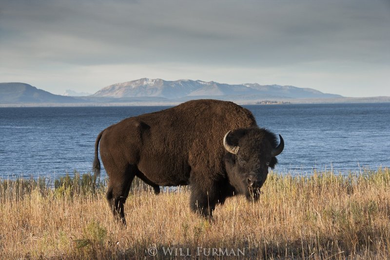SYMBOL OF OUR FREEDOM  -  1472  -  Lake Yellowstone - Yellowstone National Park1.jpg