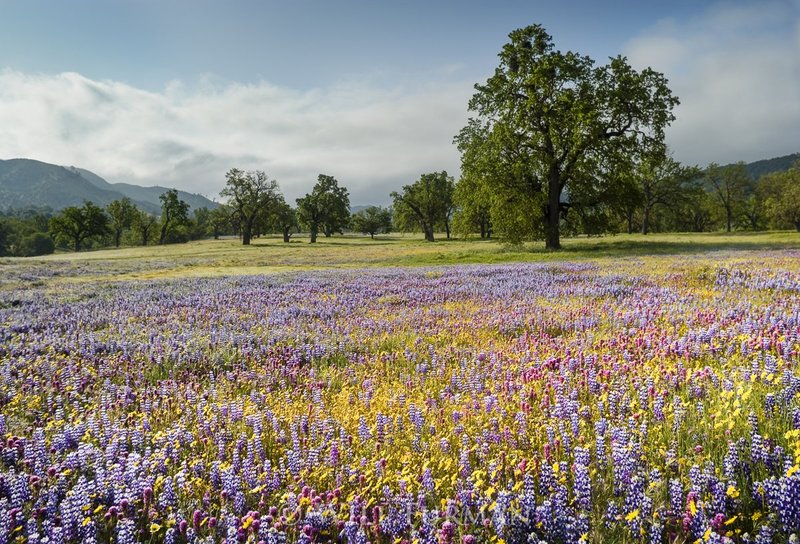 THE FLOWERS THAT BLOOM IN THE SPRING - 1160.jpg
