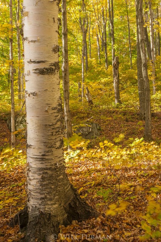 THE GOLDEN LIGHT OF AUTUMN - 1449.jpg