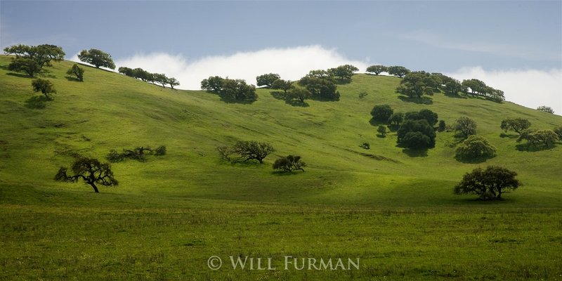 THERE IS A TREE IN THE MEADOW - 1230.jpg