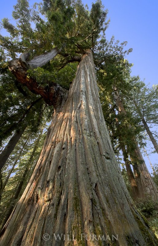 UNDER THE REDWOOD TREE  -  1353.jpg