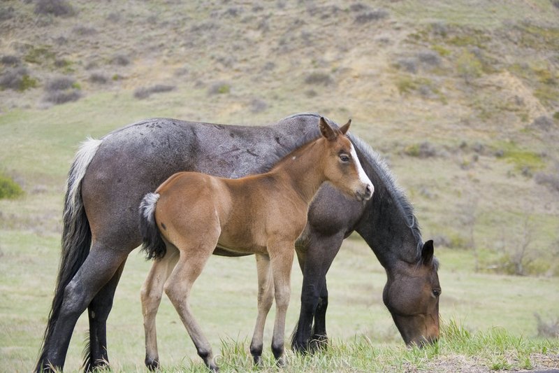 WE ARE INSEPERABLE  -  1465  -  Theodore Roosevelt National Park1.jpg