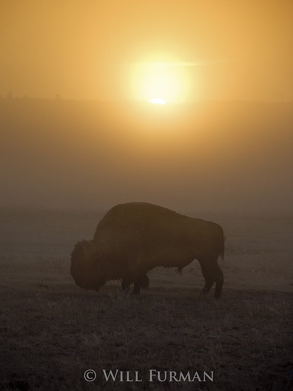 WHERE THE BUFFALO ROAM    -  1255 -  Sunrise in Yellowstone National Park-7.jpg