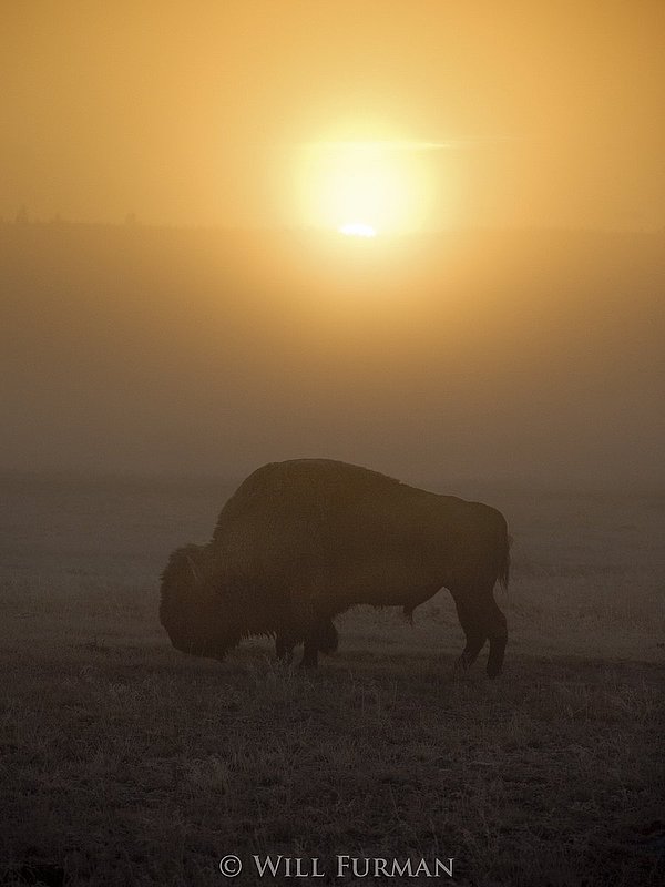 WHERE THE BUFFALO ROAM    -  1255 -  Sunrise in Yellowstone National Park-71.jpg