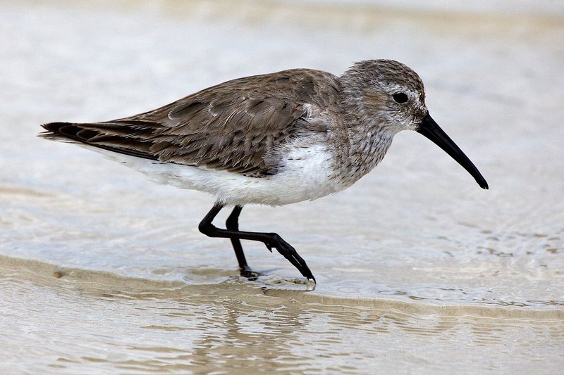 A Peep on a migratory stop-over on a Florida beach.jpg