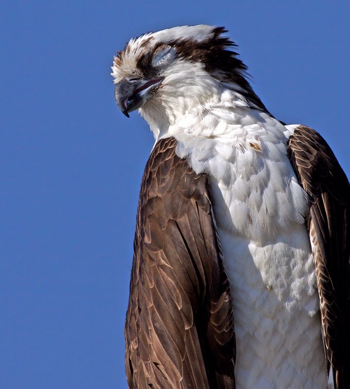 A Sleepy Osprey.jpg
