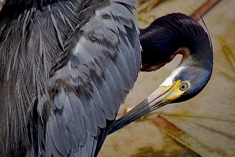 A Tricolored Heron tends to his housekeeping.jpg