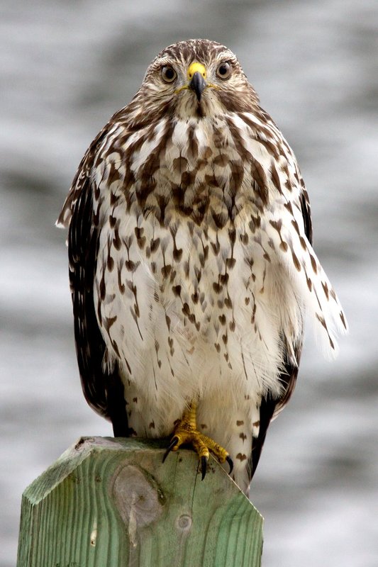 A curious Red-shouldered Hawk.jpg