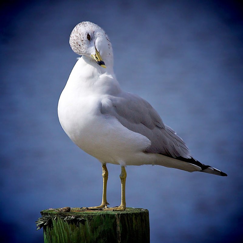 A shy Ring-billed gull.jpg