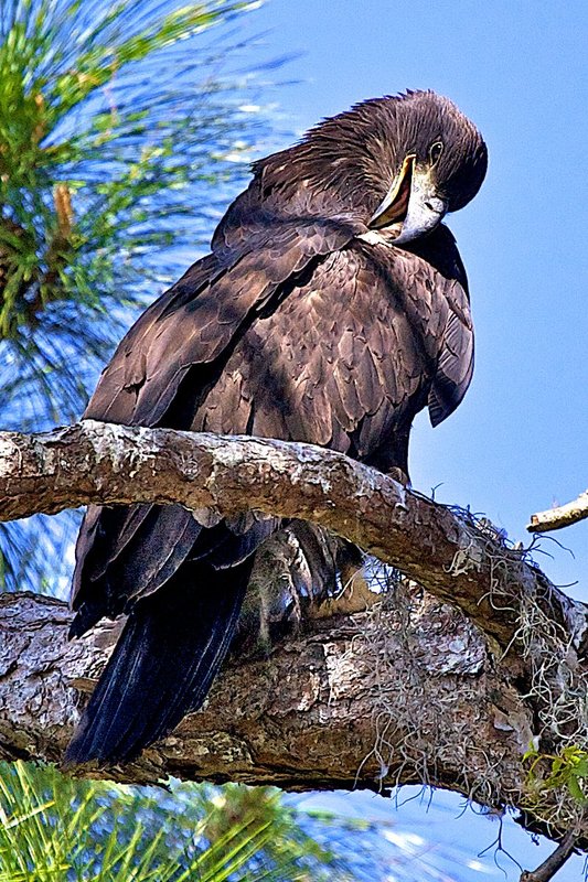A young Bald Eagle ready to fly for first time.jpg