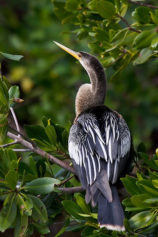An Anhinga relaxes after drying his wings.jpg